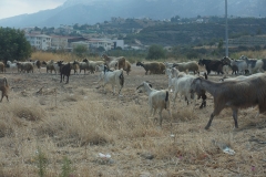 Traffic Jam At The Villa