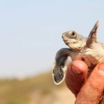 Turtle Watch Aligadi Beach